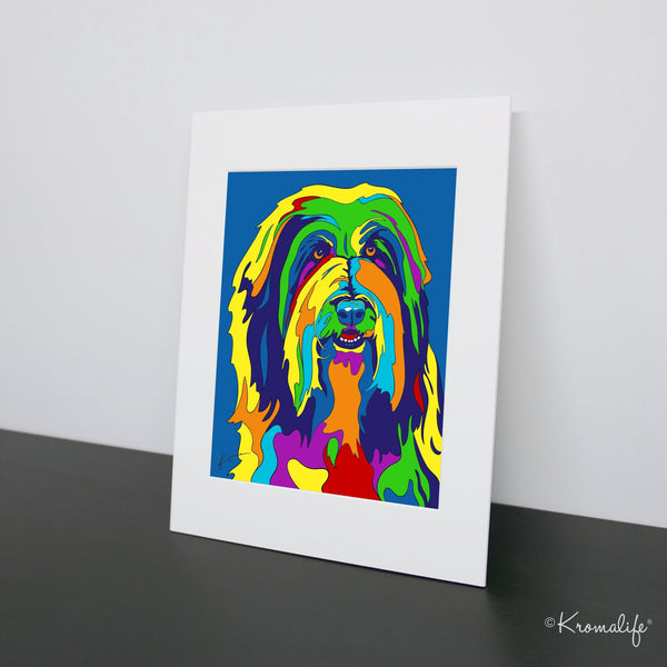 Bearded Collie Art Print  | USA Made Giclée Print | Collie Wall Art | Bearded Collie Gifts