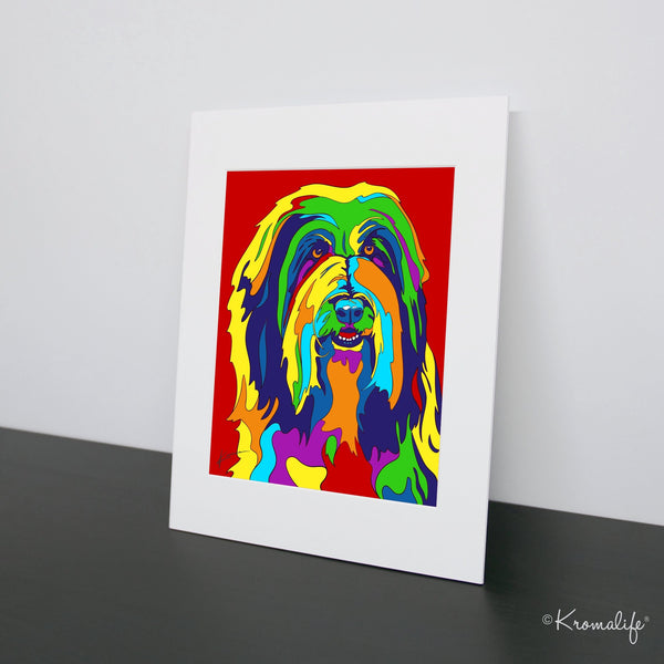 Bearded Collie Art Print  | USA Made Giclée Print | Collie Wall Art | Bearded Collie Gifts